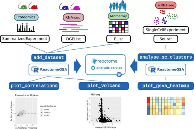 Multi-omics pathway integration using ReactomeGSA showing comparative pathway analysis across transcriptomics proteomics and metabolomics datasets